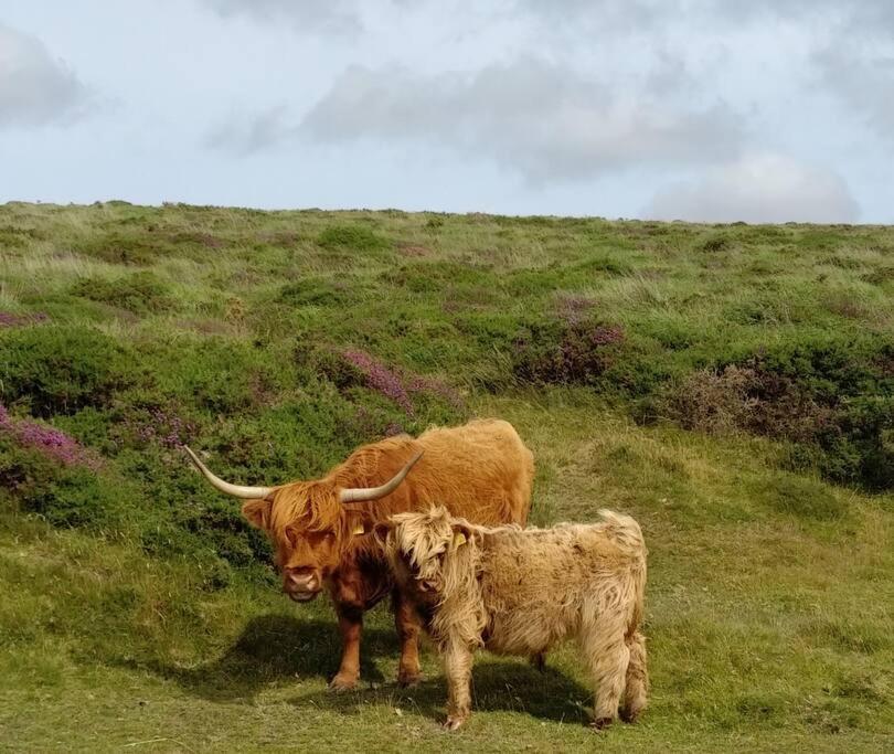 The Dairy - Quaint 1Br In Dartmoor National Park Βίλα Hennock Εξωτερικό φωτογραφία